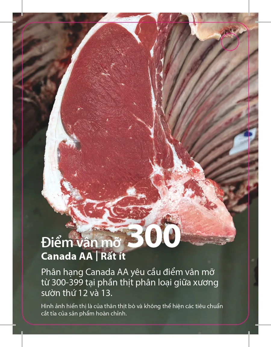Vân mỡ BMS 300