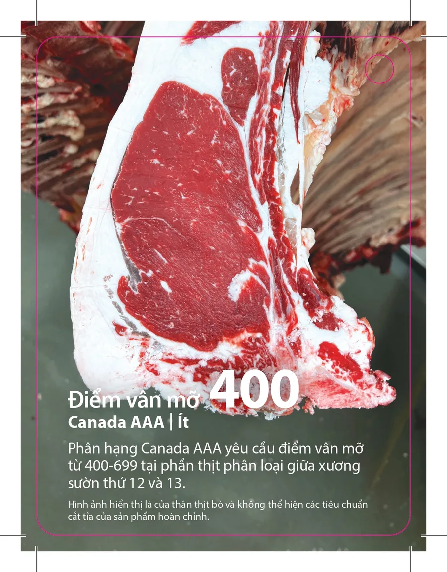 Vân mỡ BMS 400